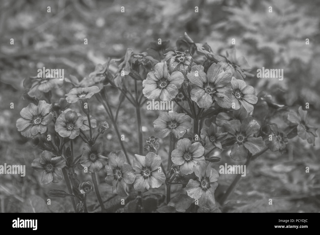 black and white image of blooming flowers Stock Photo