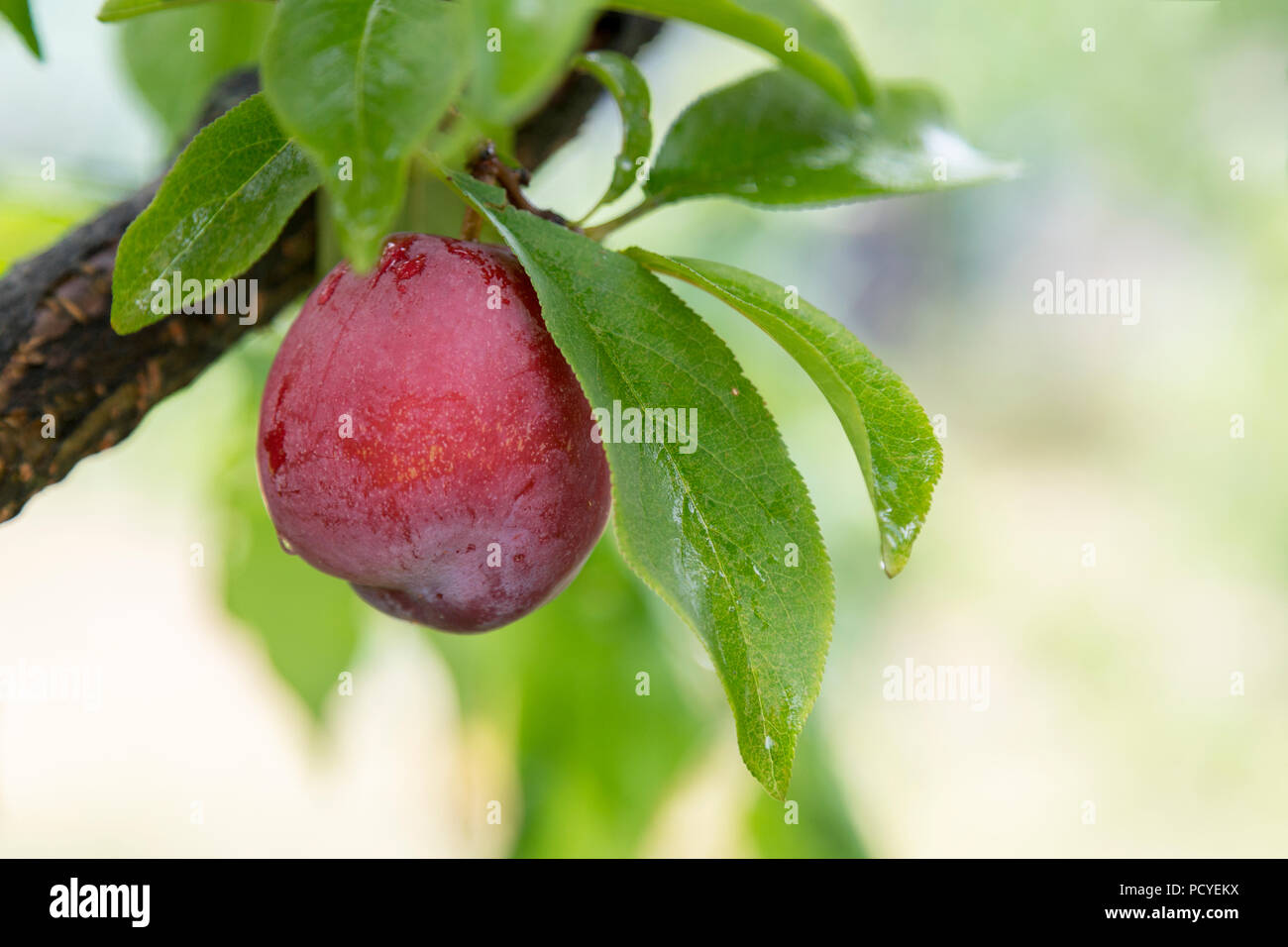 Pink plums, Orange N.S.W. produces a great number of different fruit