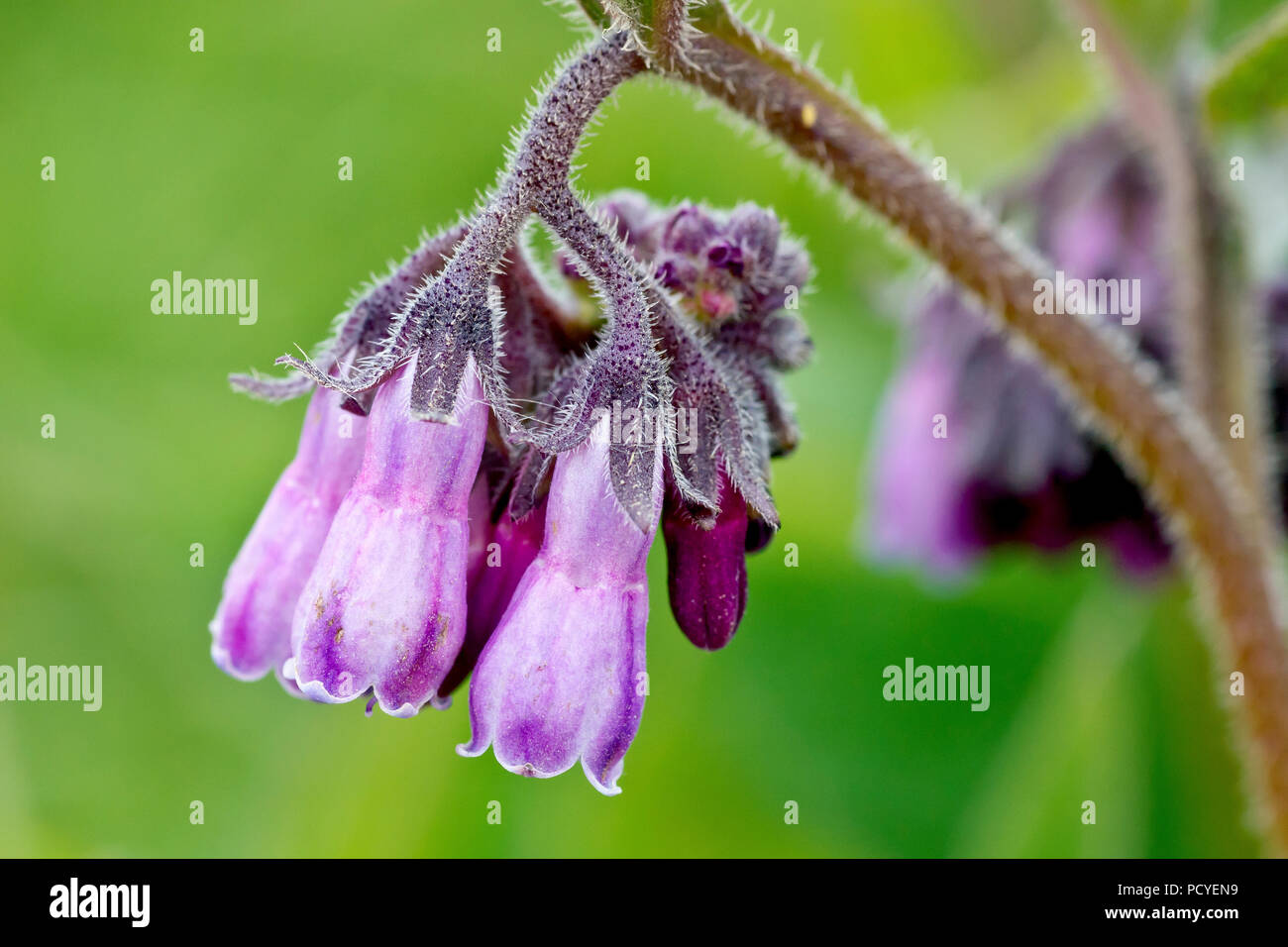 Comfrey, probably the hybrid species Russian Comfrey (symphytum x uplandicum), close up of a single flower head. Stock Photo