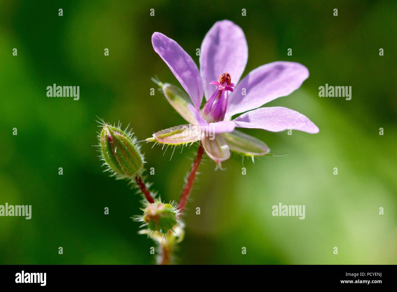 Common Storksbill (erodium cicutarium), close up of a single flower with buds. Stock Photo