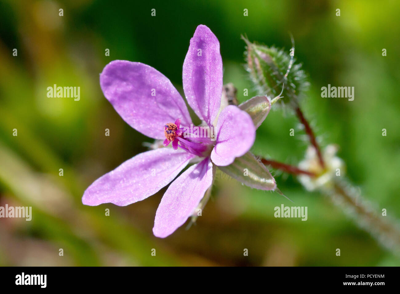 Common Storksbill (erodium cicutarium), close up of a single flower with bud. Stock Photo