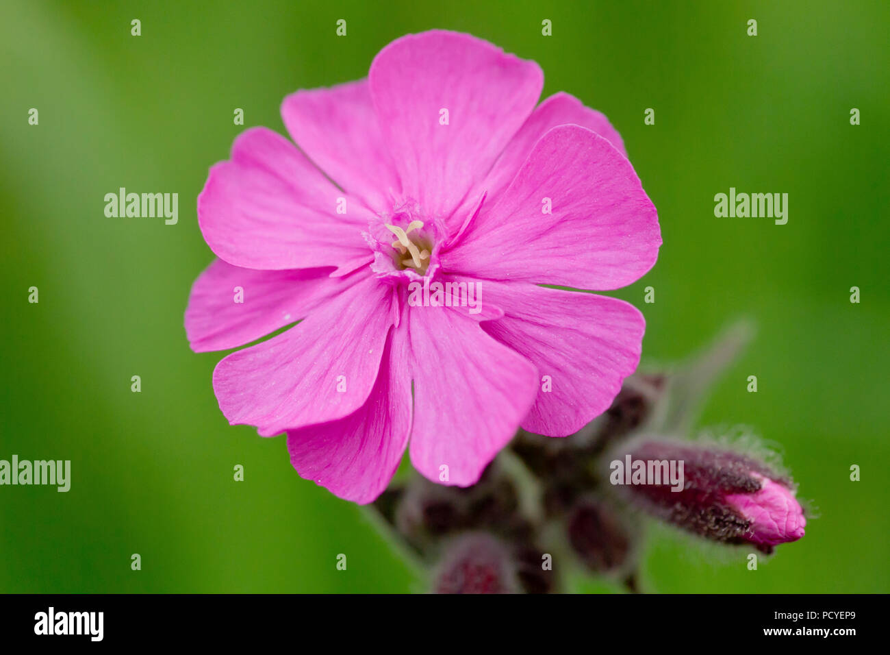 Red Campion (silene dioica), close up of single flower with bud. This is the male flower. Stock Photo