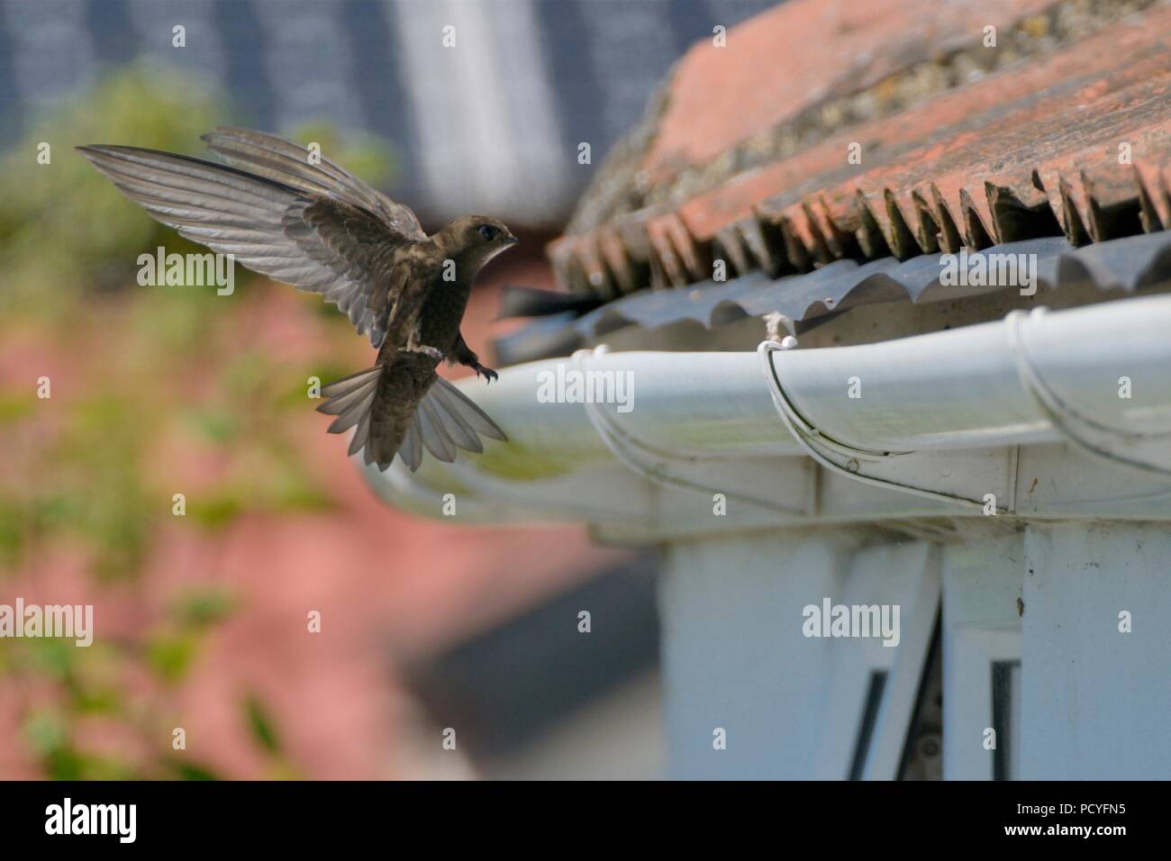 Common swift (Apus apus) flying to its nest site under roof tiles on an