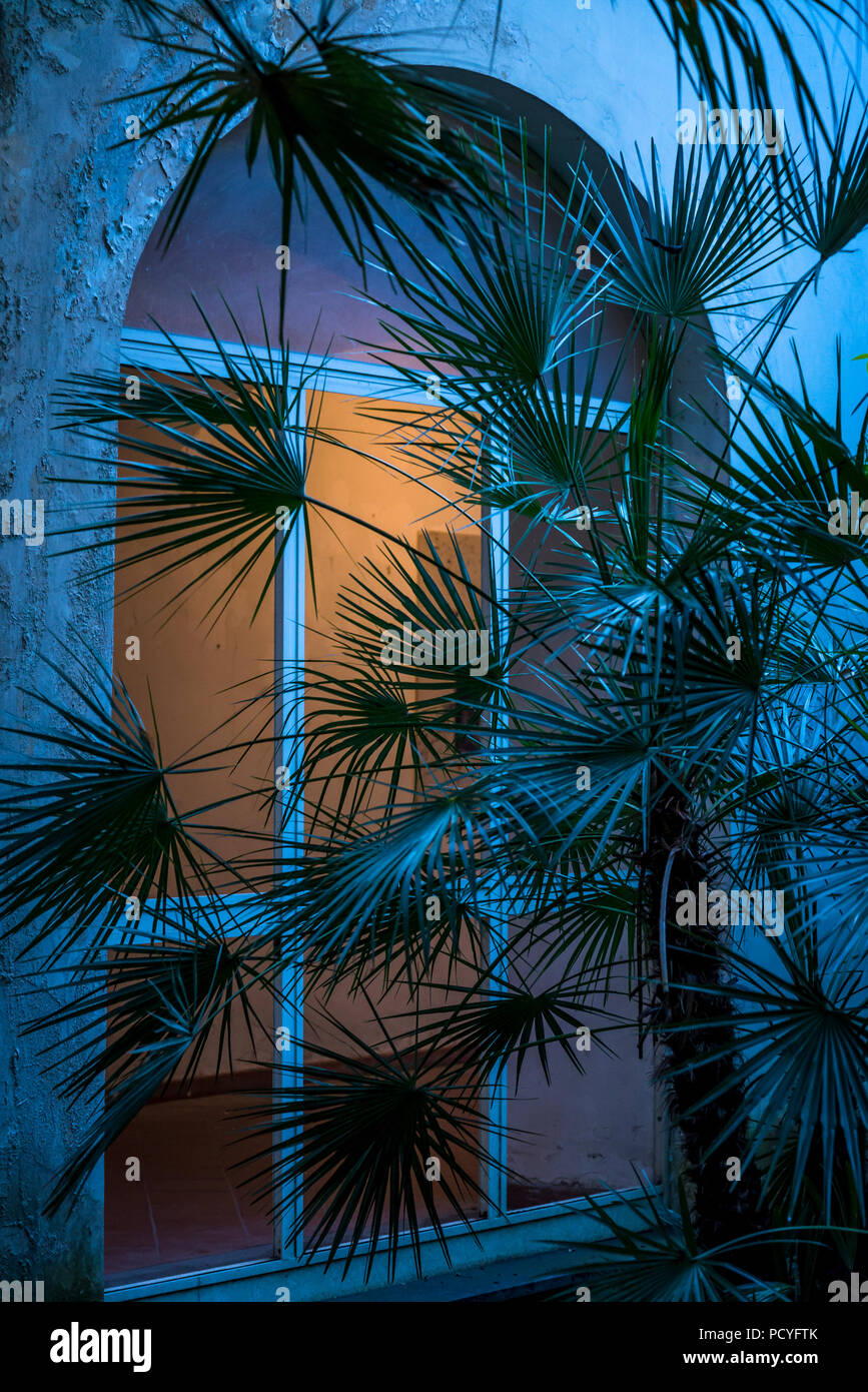 OPG, former psychiatric prison, Palm tree, Naples, Italy Stock Photo Alamy