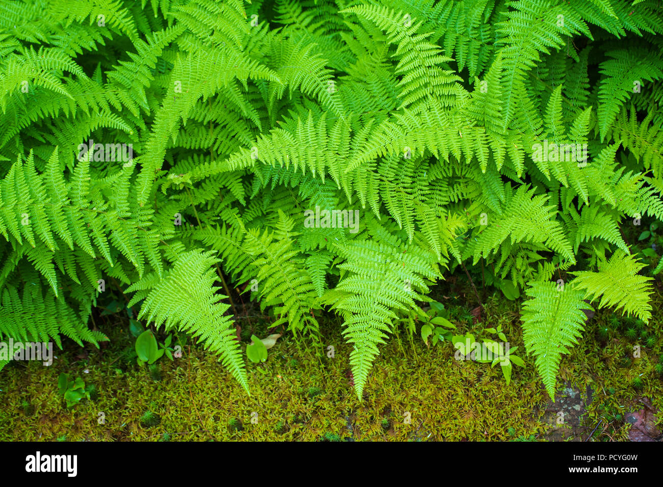 Hay-scented Fern (Dennstaedtia punctilobula) Stock Photo