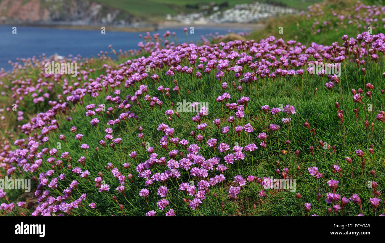 Thrift Ameria Maritima Otherwise Known As Sea Pinks Growing On Burgh Island In Devon Stock Photo Alamy