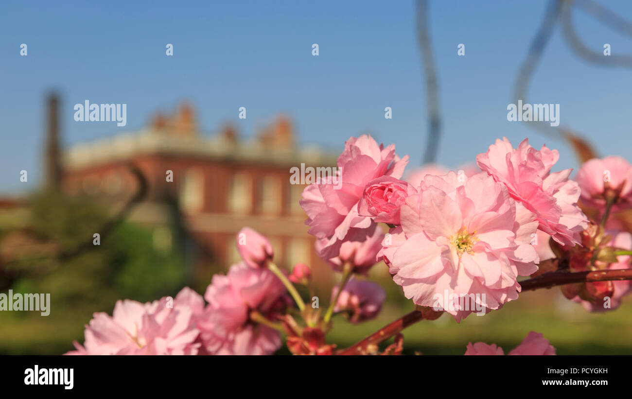Springtime cherry blossom in Greenwich Park, London Stock Photo Alamy