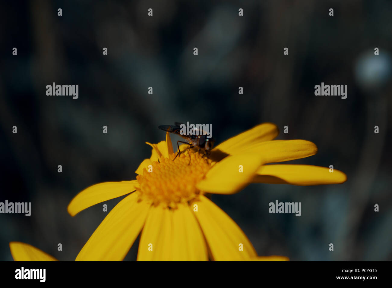 yellow flower Stock Photo