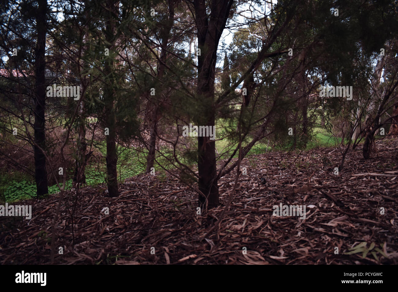 Paper bark trees australia hi-res stock photography and images - Alamy