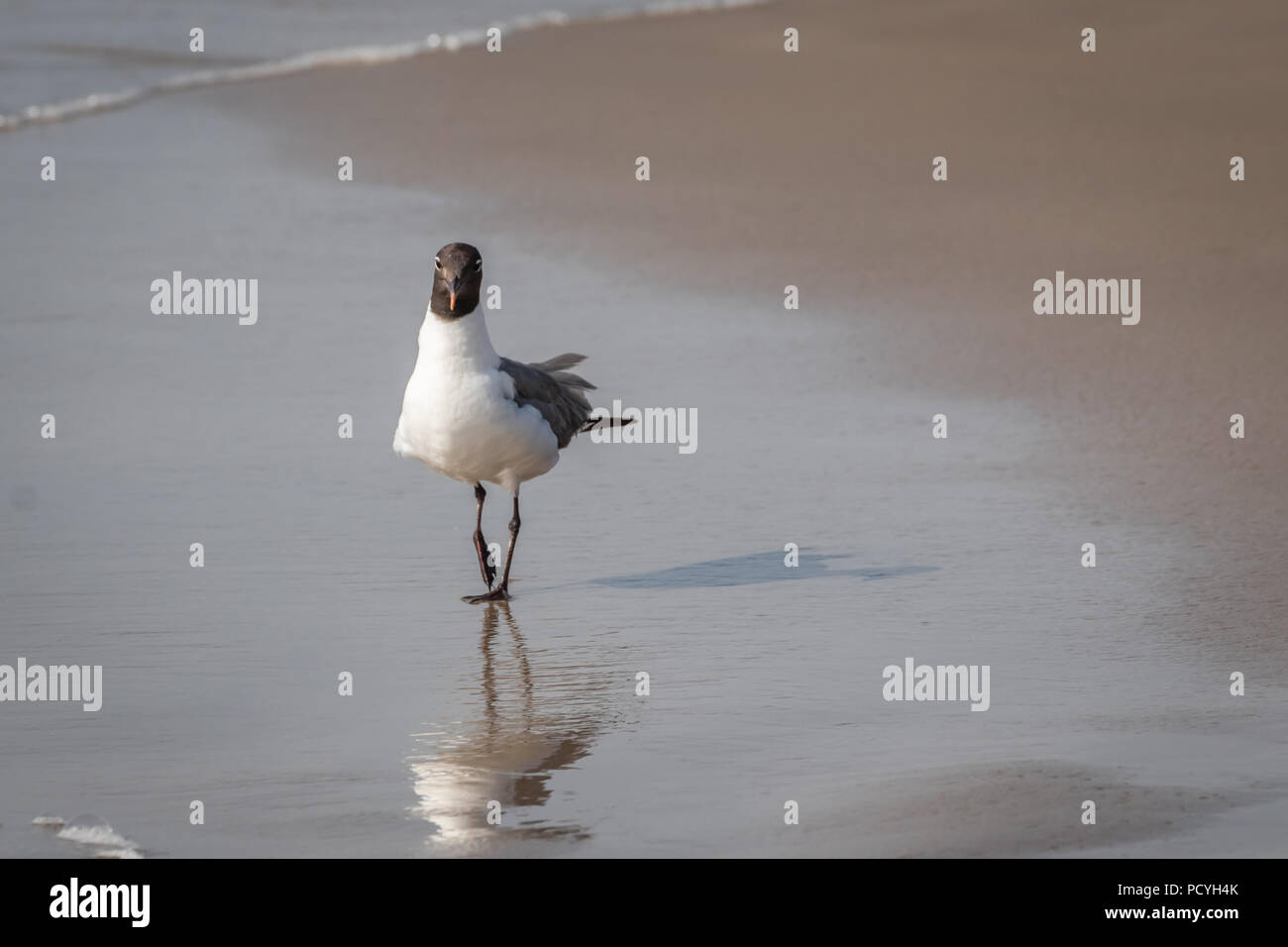 Laughing Gull (Leucophaeus atricilla) walking on the beach at the Padre Island National Seashore, Corpus Christi, TX, USA Stock Photo