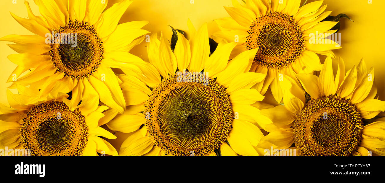Beautiful sunflowers on yellow background. Yellow flower. Banner format ...
