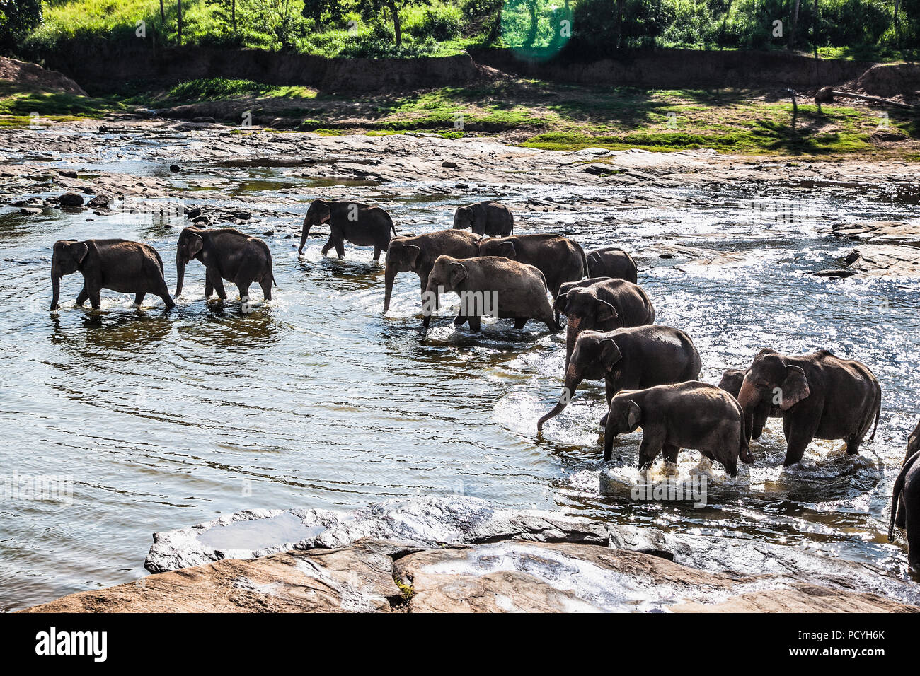 Herd of elephants bathing in the jungle river of Sri Lanka Stock Photo ...