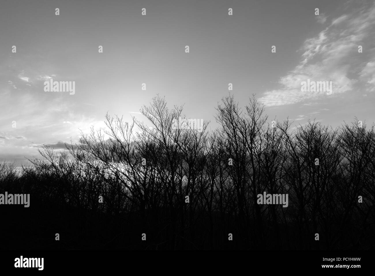 Skeletal trees silhouettes in winter, against sky at sunset Stock Photo
