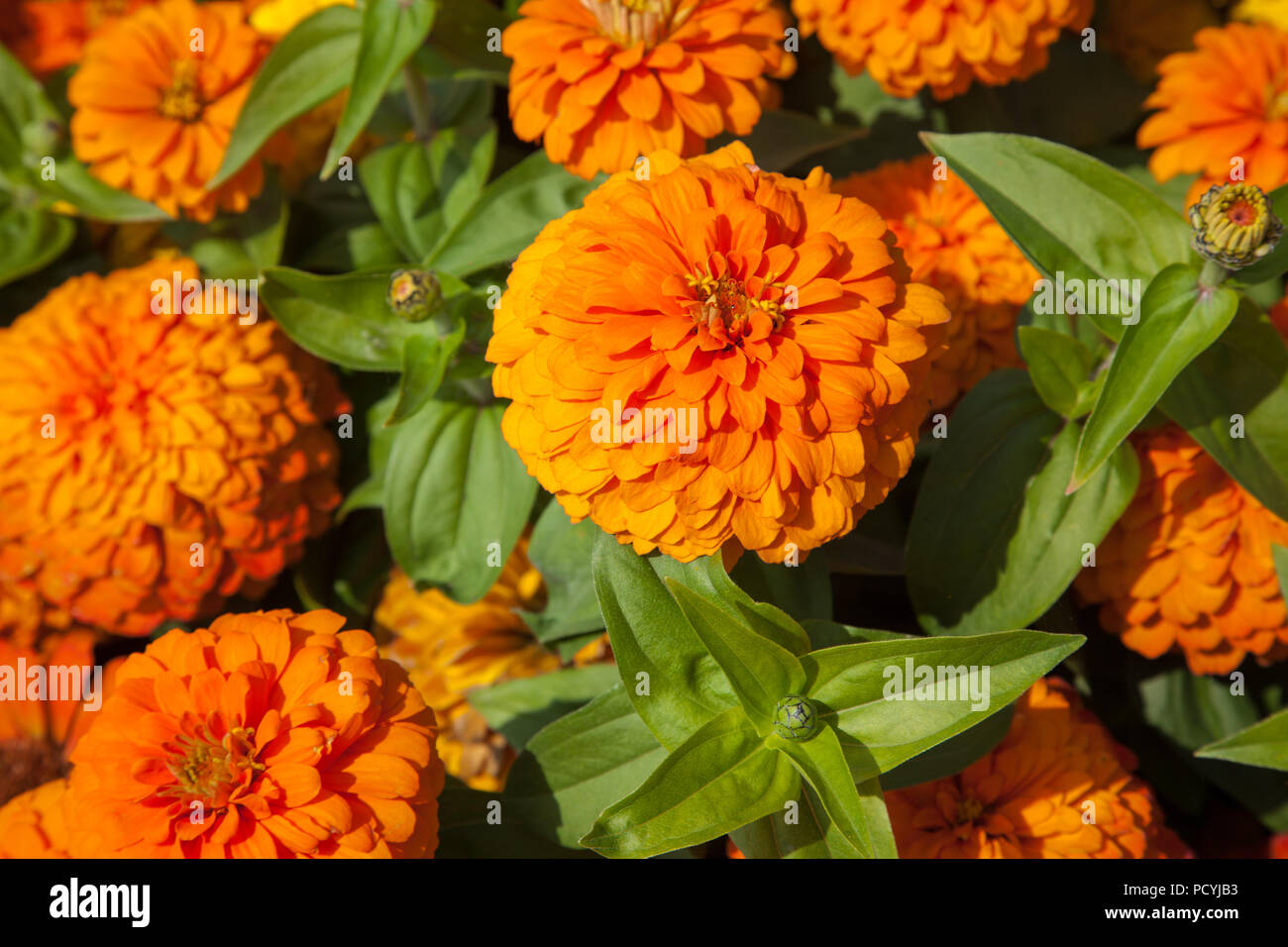 Beautiful bright orange and yellow zinnia flower blooming in garden in Rolle, Switzerland on sunny hot summer day Stock Photo