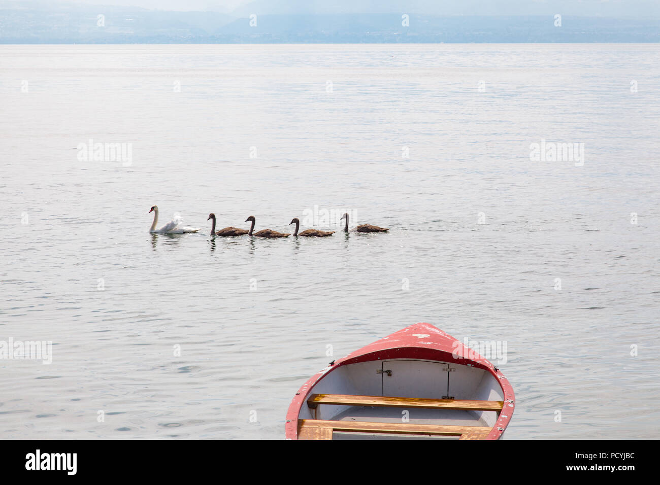 Family of swans: mother swan and four young babies on Geneva Lake (Lake Leman) near Rolle, La Cote region,  Vaud, Switzerland on hot sunny summer day Stock Photo