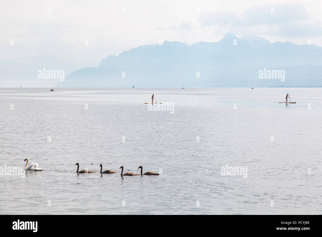 Swan family of mother and baby swans on Geneva Lake (Lake Leman) near Rolle, La Cote region,  Vaud, Switzerland and stand up paddle boards (SUP) Stock Photo