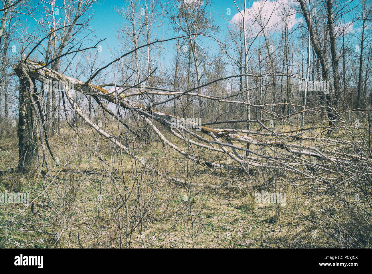 Tree trunk broken by strong wind Stock Photo