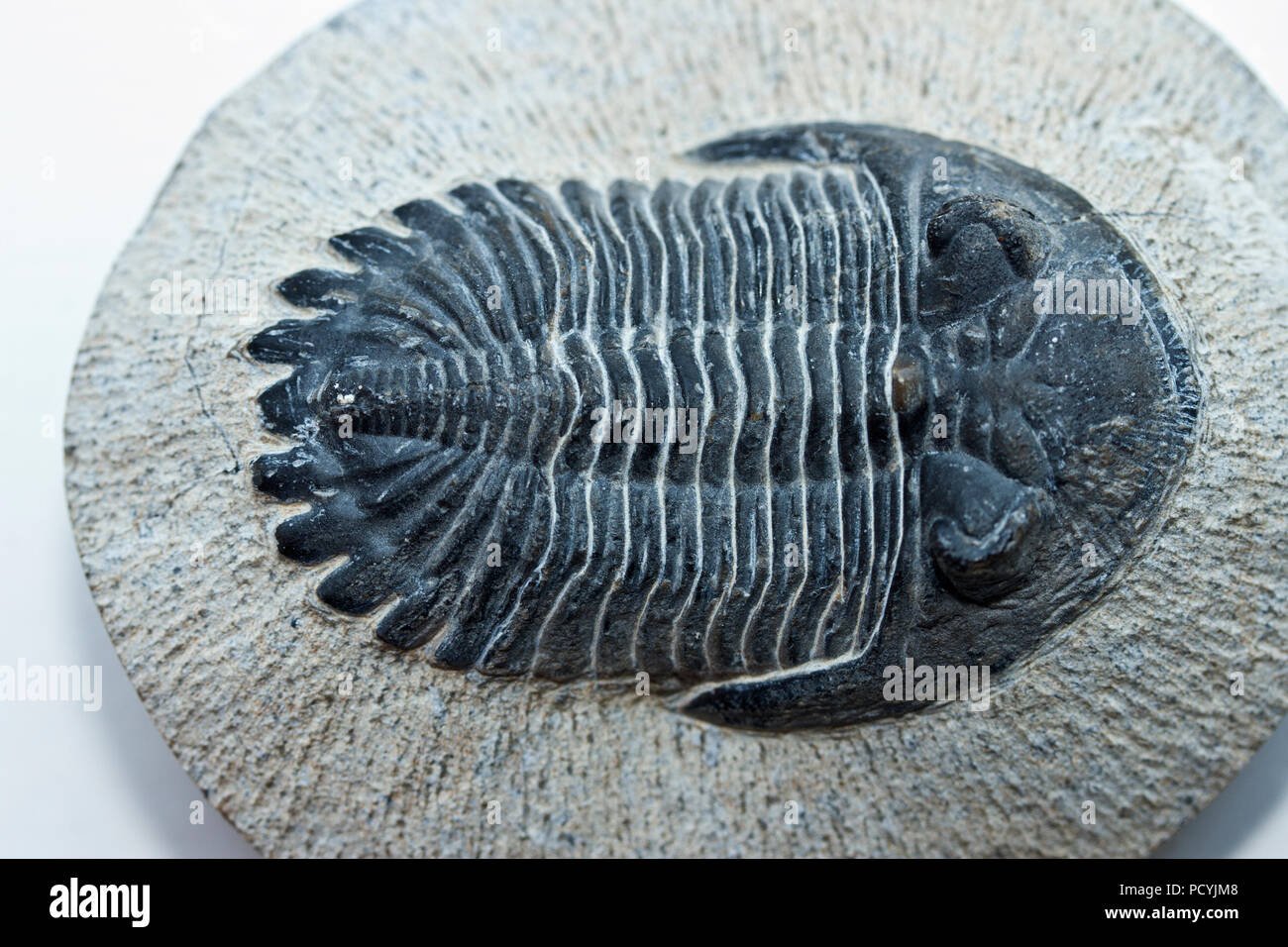 The delicately preserved fossil remains of the extinct trilobite Stock