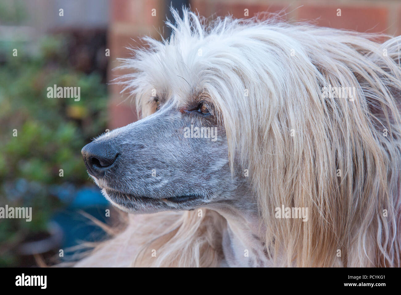 Chinese Crested Powderpuff protrait, Northampton, UK Stock Photo Alamy