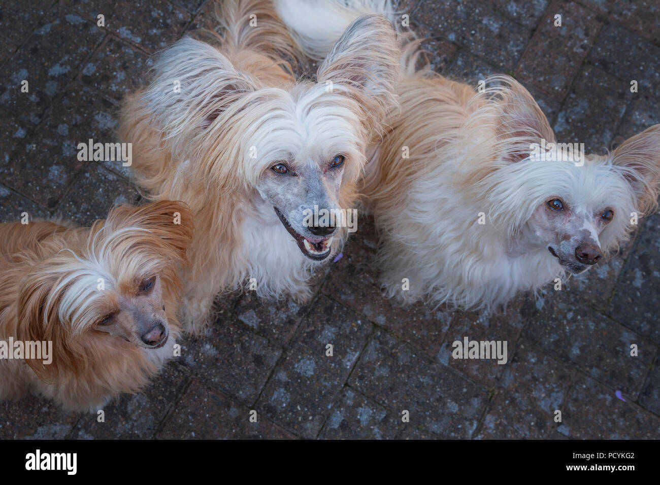 Chinese crested powderpuffs hires stock photography and images Alamy