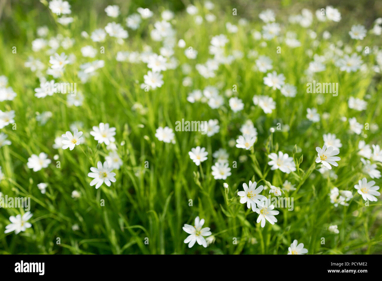 Flowering lawn Stellaria media Stock Photo