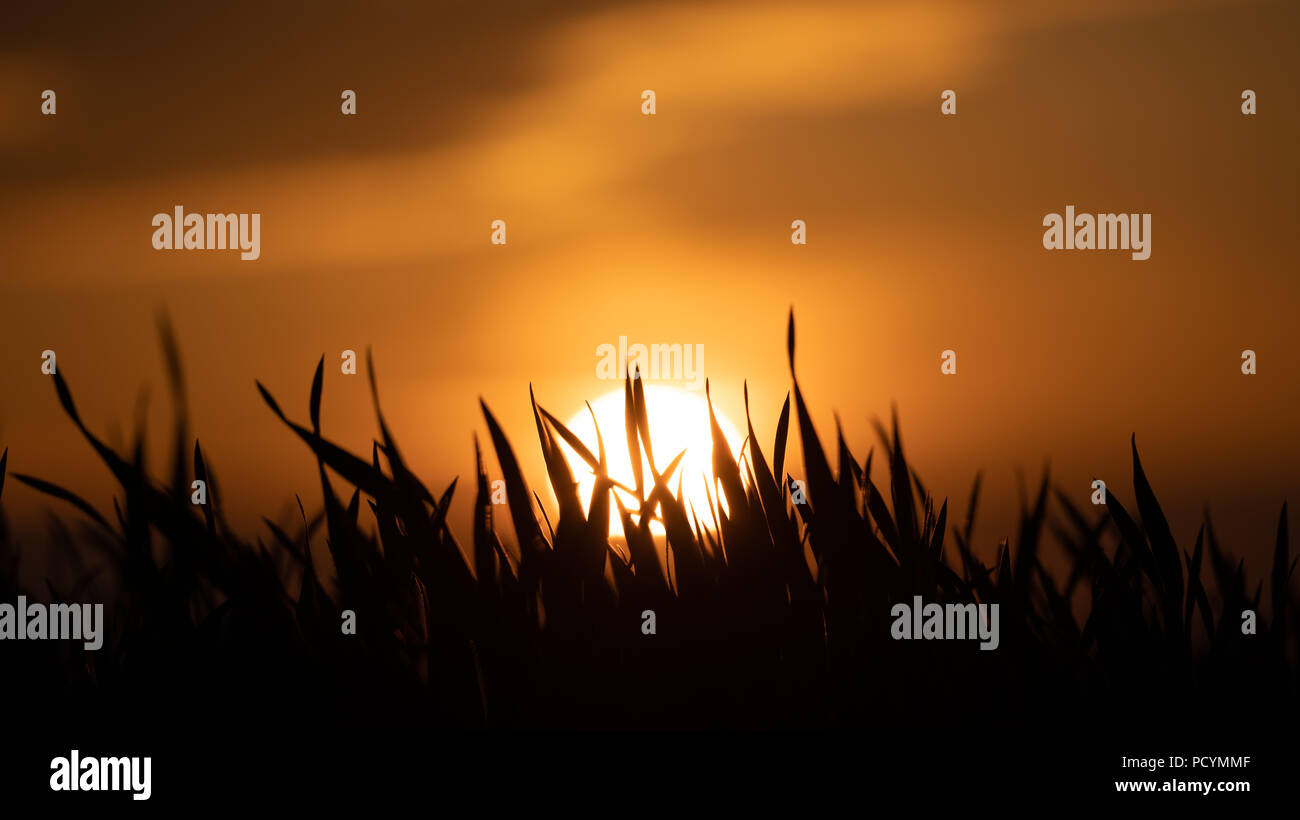 Silhouette of grass at sunset Stock Photo