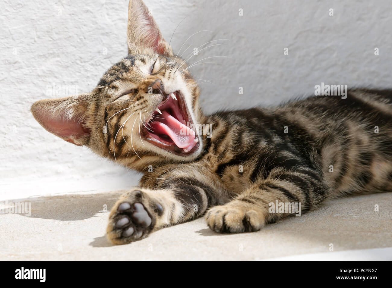 Cute tired cat kitten, brown tabby, resting lazy on a white wall, and has a good yawn with mouth wide open, sticking out the tongue, Greek island Stock Photo