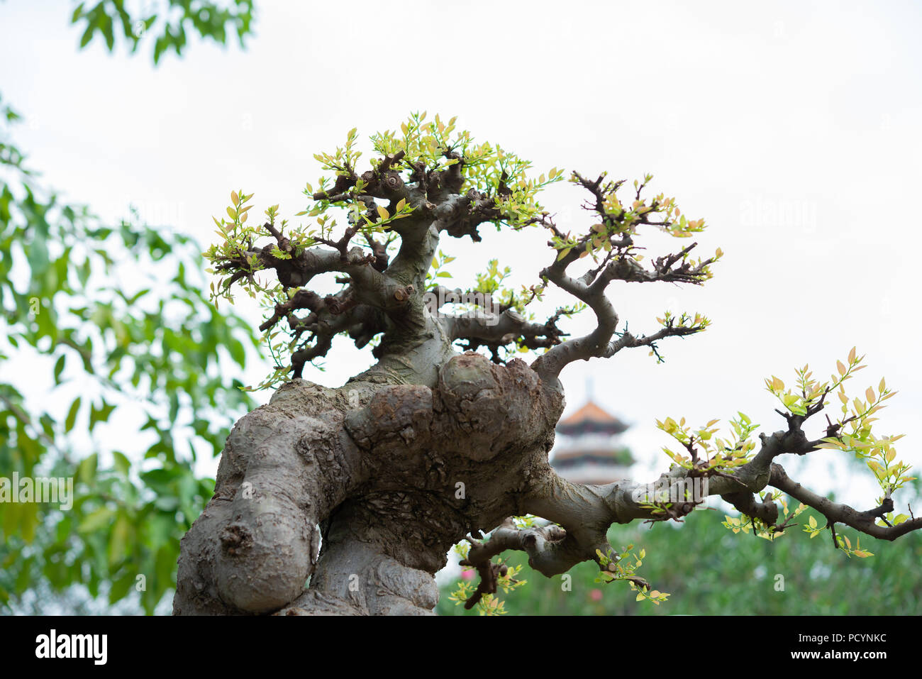 bonsai tree in flower pot with oriental background Stock Photo Alamy