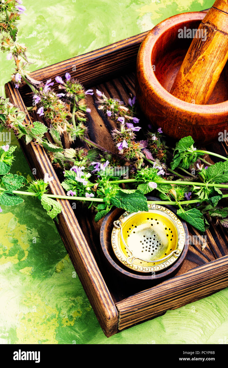 Kotovnik or Nepeta is a genus of herbaceous plants of the family.Herbal medicine Stock Photo