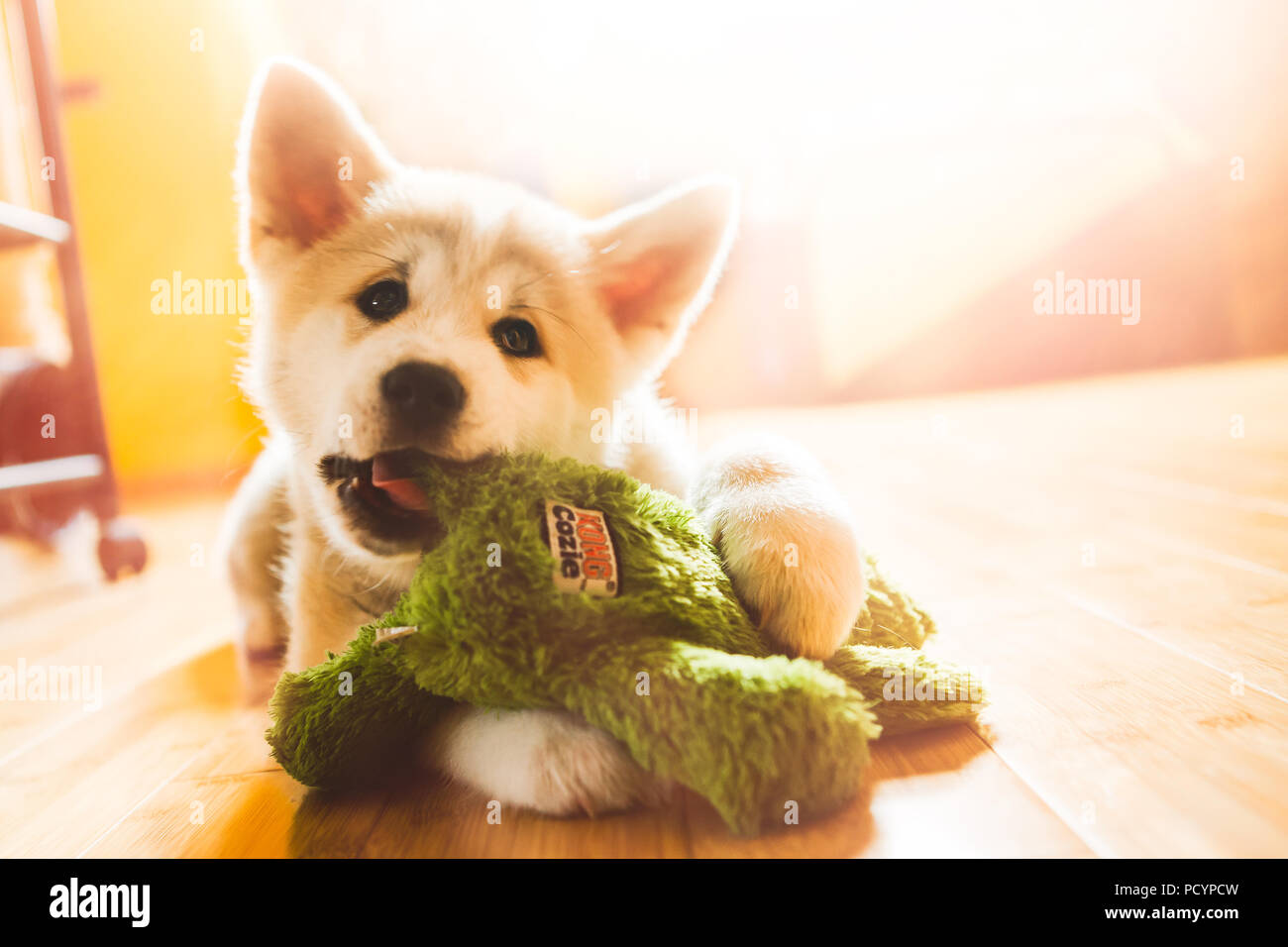 Japanese Akita Inu puppy, white and red dog close up chewing a toy Stock Photo