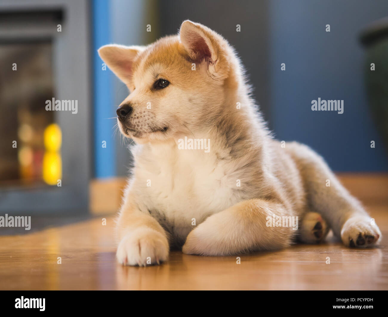 Japanese Akita Inu Puppy White And Red Dog Close Up Stock Photo Alamy
