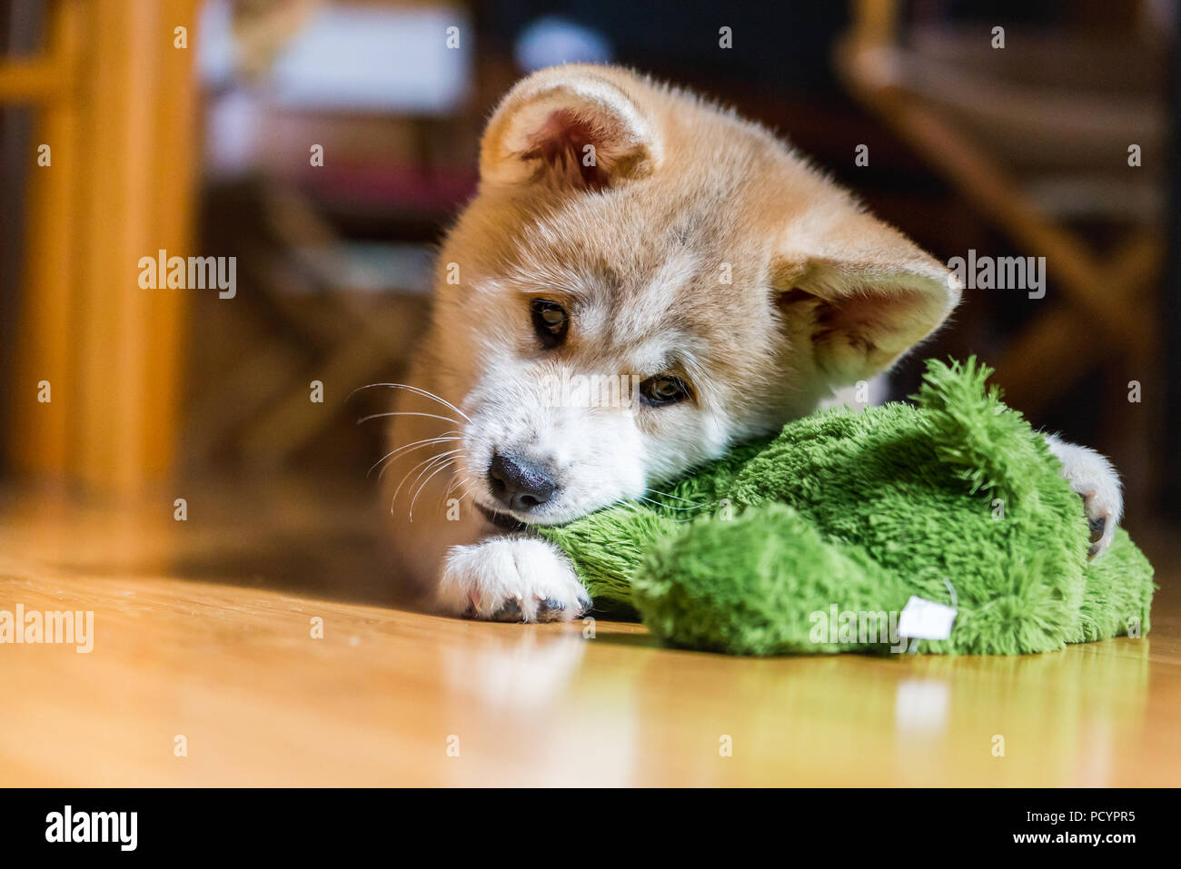 Japanese Akita Inu puppy, white and red dog close up chewing a toy Stock Photo