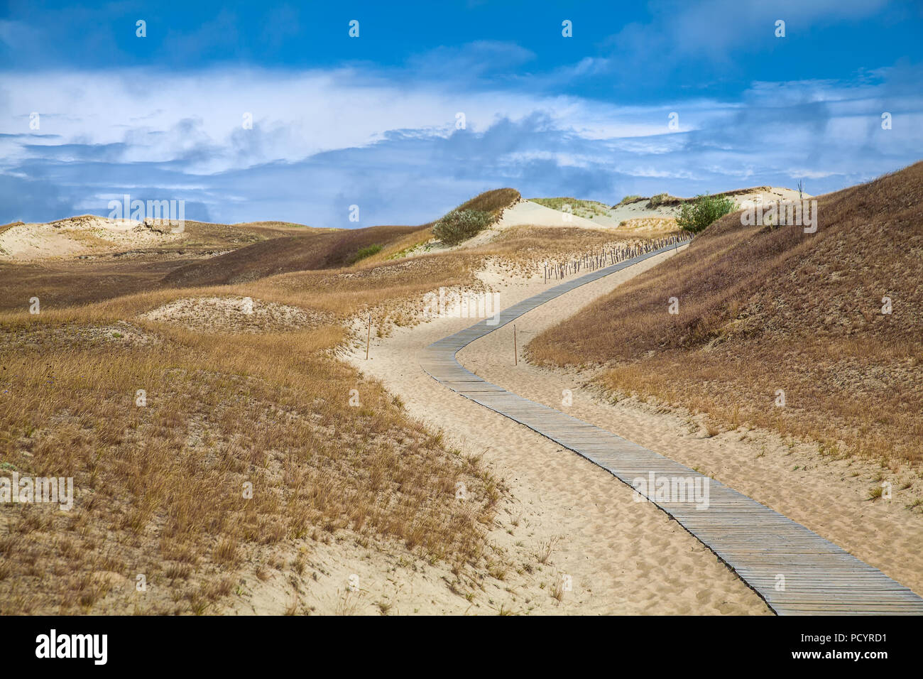 Dunes with wooden walkway over sand near Baltic sea. Board way over sand of beach dunes in Lithuania. Stock Photo