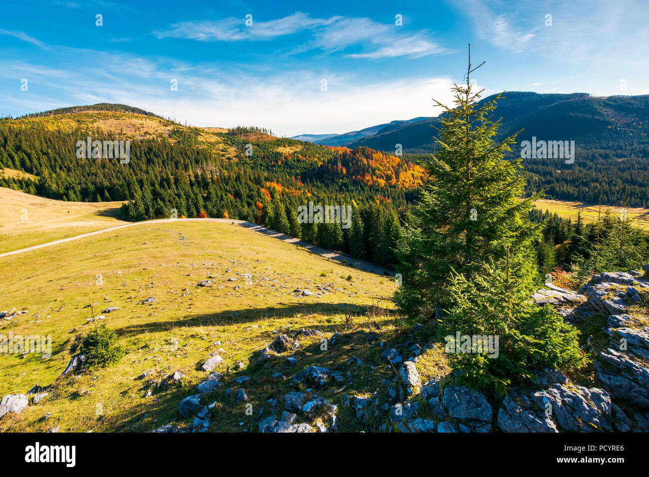 spruce tree on a cliff. beautiful sunrise in mountains. lovely autumn weather Stock Photo