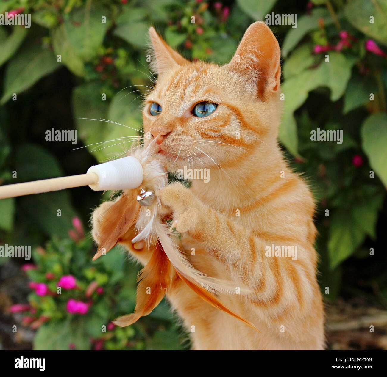 Tabby cat playing outside hi-res stock photography and images - Alamy