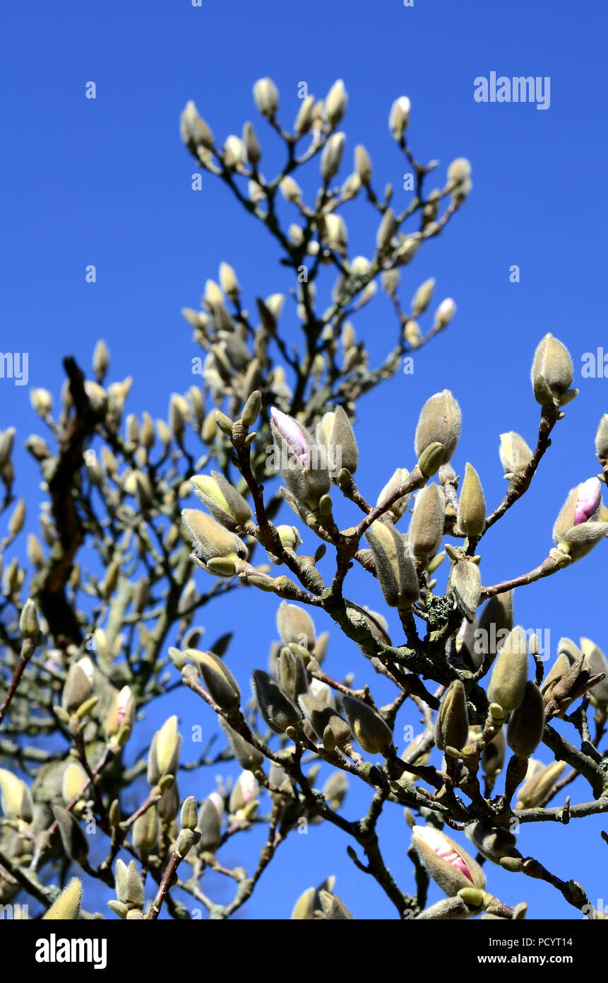 Geschlossene Blüten einer Magnolie vor blauem Himmel Stock Photo
