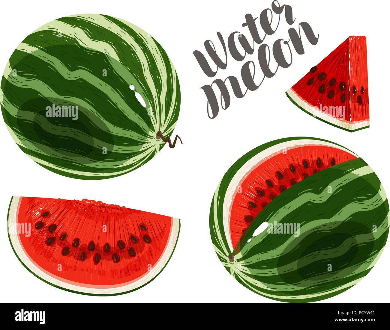 Watermelon and slices. Fresh and juicy berry. Vector illustration Stock Vector