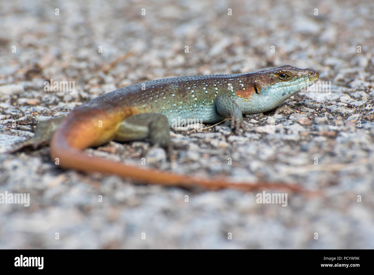 Macro photograph of colorful rainbow skink (lizard) close up lying on gravel ground Stock Photo