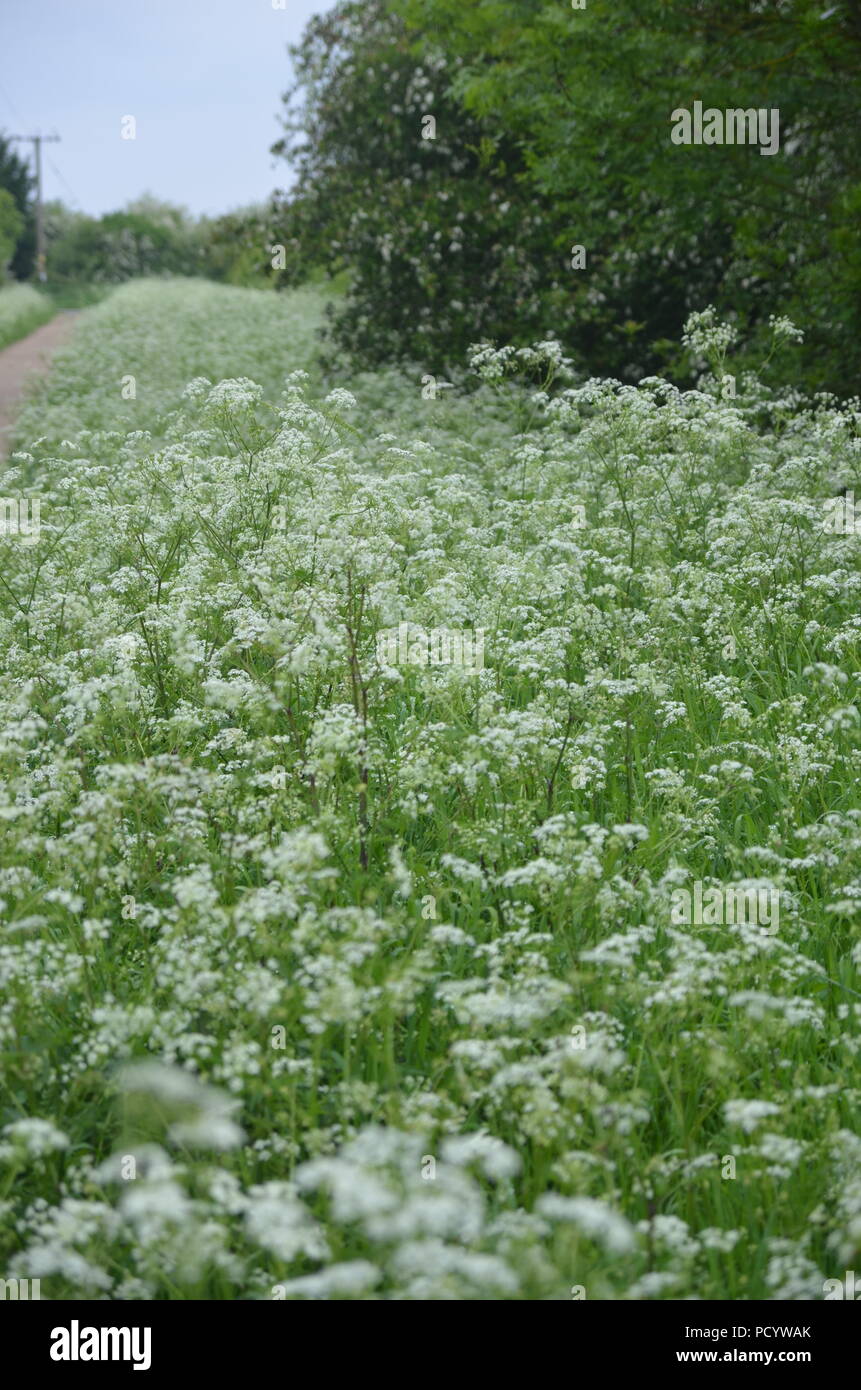 Plant Of Roadside Verges High Resolution Stock Photography and Images ...