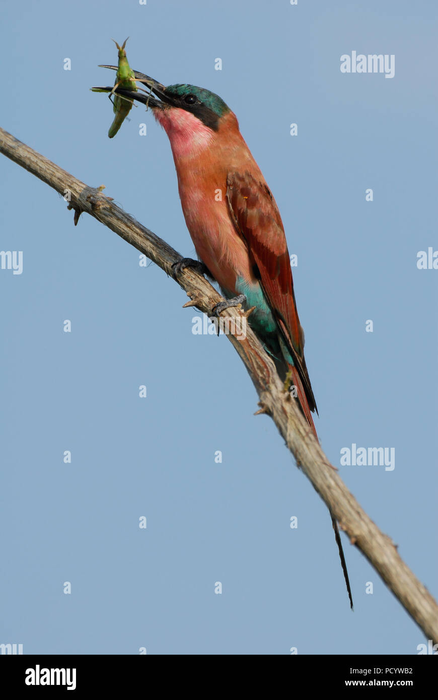Vertical porttrait of southern carmine Bee-eater sitting on a branch eating green grasshopper with blue sky in Kruger National park, South Africa Stock Photo