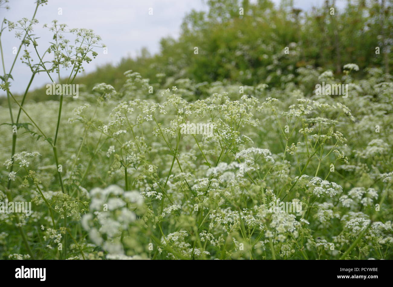 Roadside Plants High Resolution Stock Photography and Images Alamy
