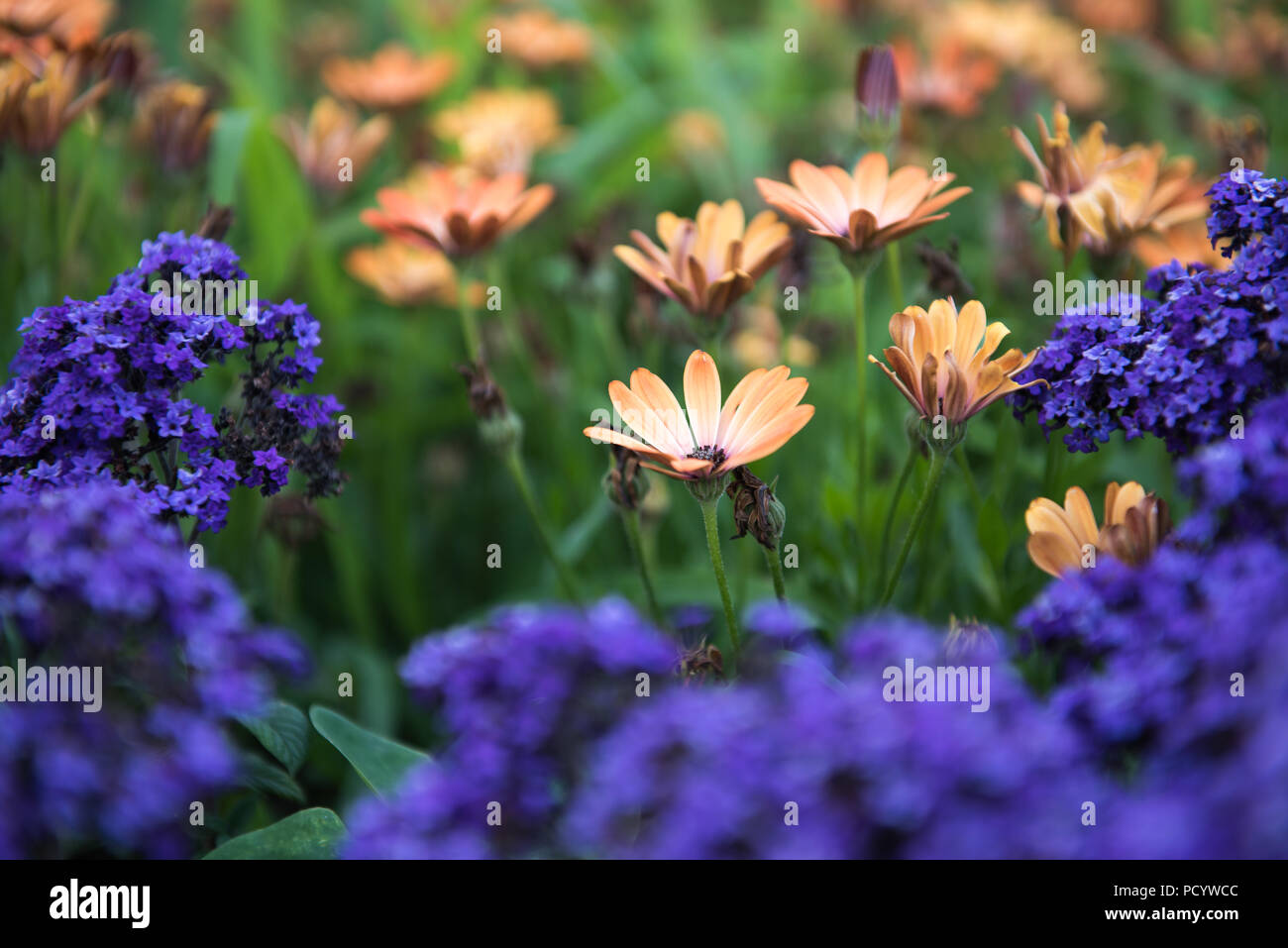 Contrast of orange and purple flowers in a field of flowers Stock Photo