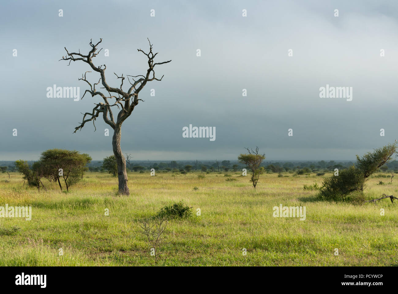 Lone dead tree standing on lush green african savannah before a stormy, cloudy sky, Africa Stock Photo