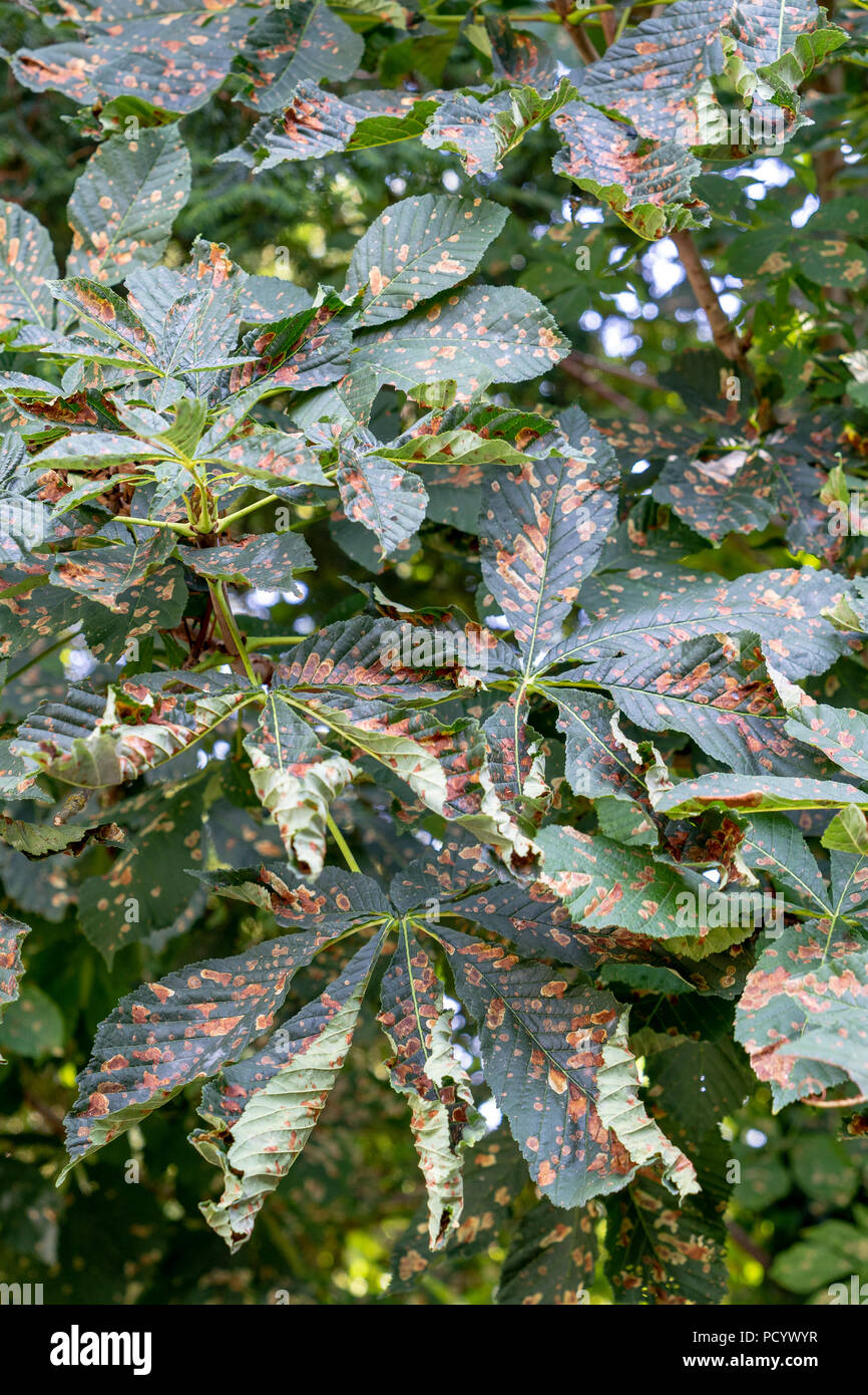 Guignardia aesculi Horse Chestnut tree leaf blotch Stock Photo