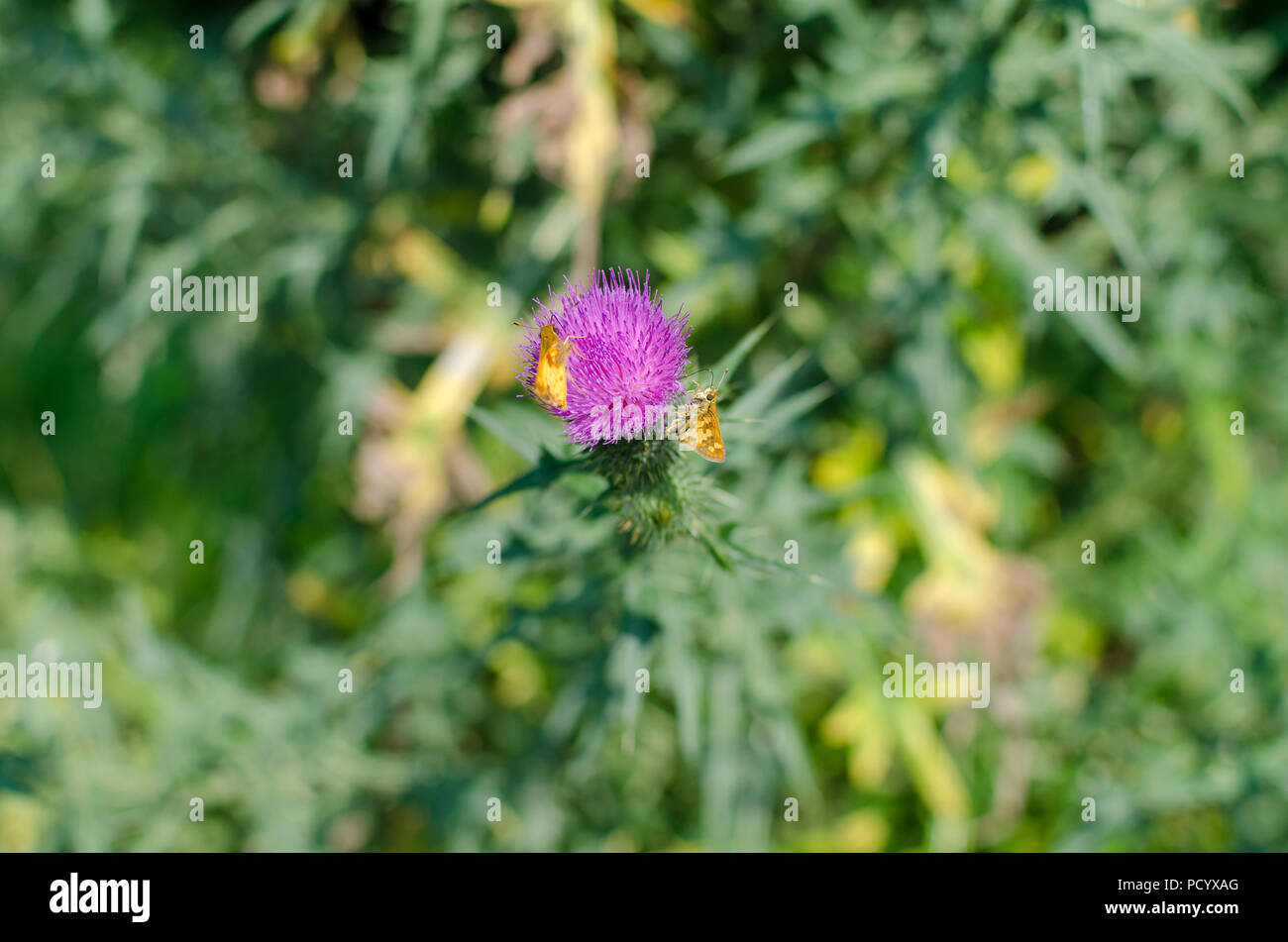 Two Small Yellow Butterflys Drinking Nectar from a Pink Thistle Flower in Pittsburgh's Riverview Park Stock Photo