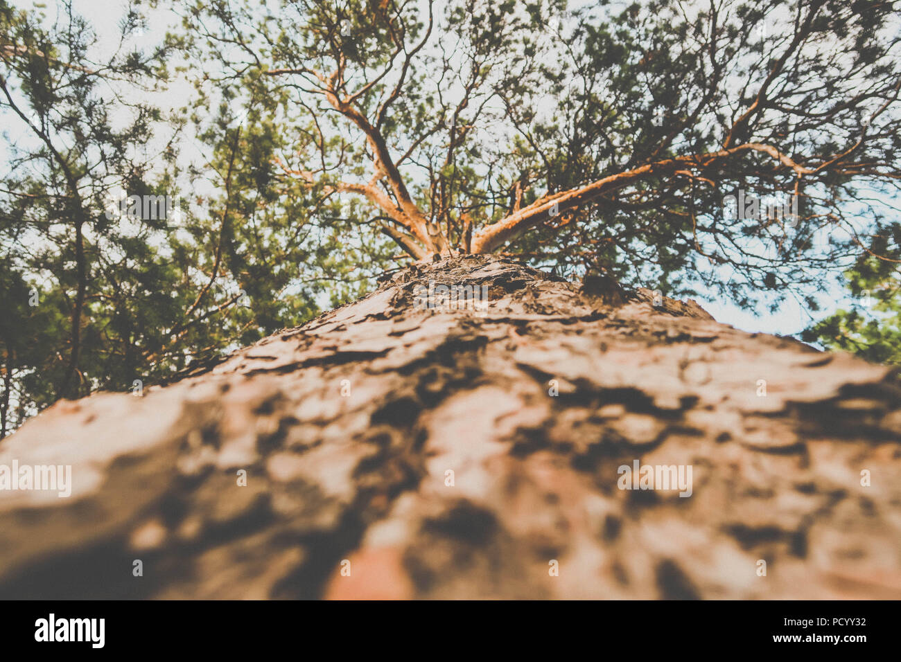Bottom view evergreen tree hi-res stock photography and images - Alamy