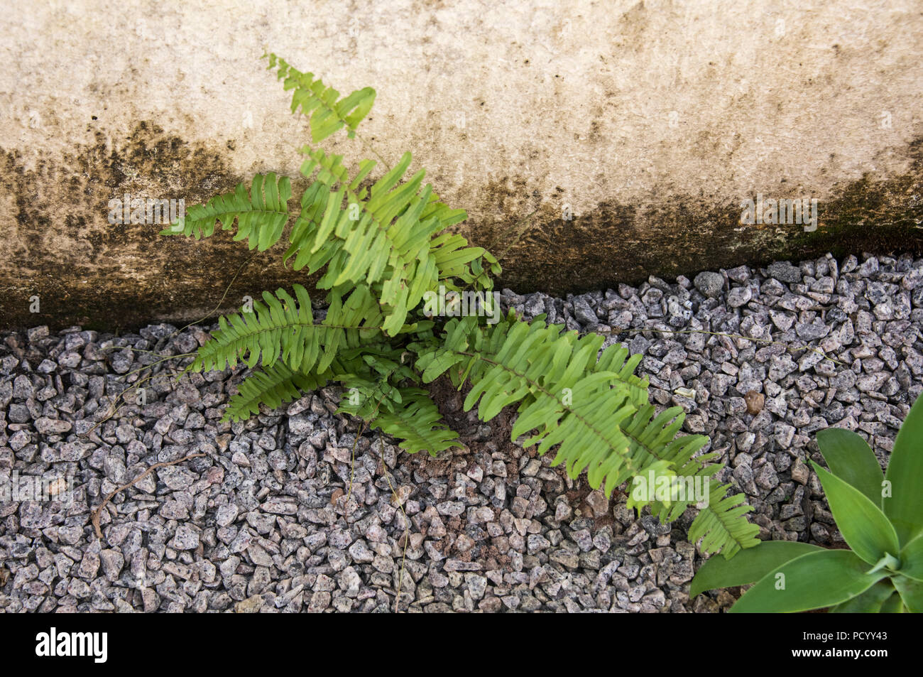 Fern growing in a gravel bed at the base of a wall Stock Photo