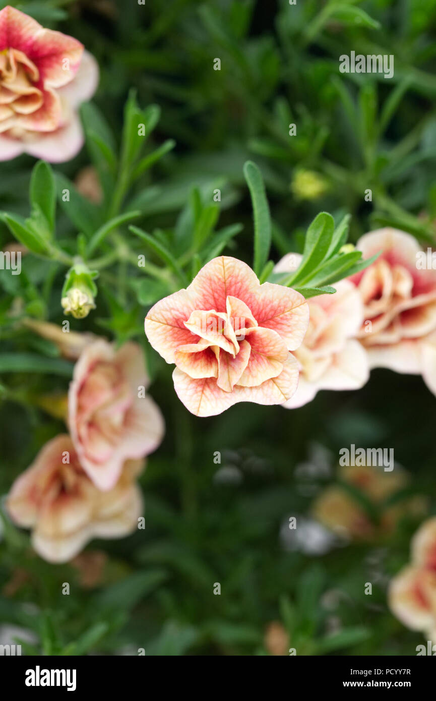 Calibrachoa Can Can Double Apricot with Red Eye flowers. Stock Photo