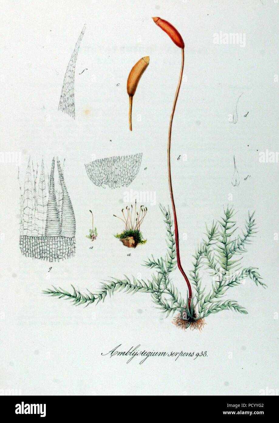 Amblystegium serpens — Flora Batava — Volume v12. Stock Photo