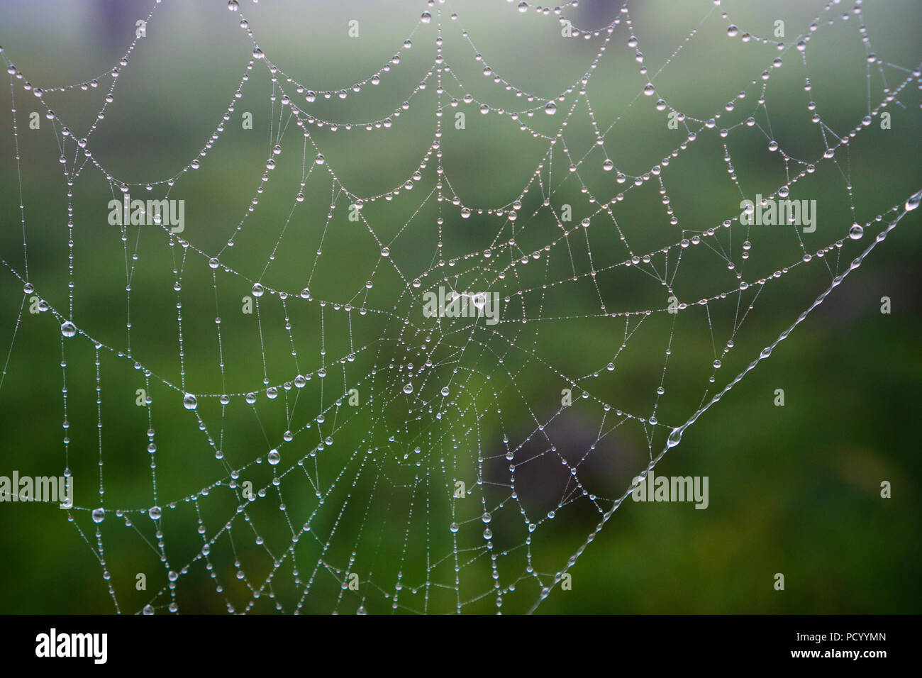 Raindrops on spider net after the rain Stock Photo